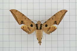 Image of Ambulyx ochracea Butler 1885