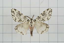 Image of Lymantria concolor Walker 1855