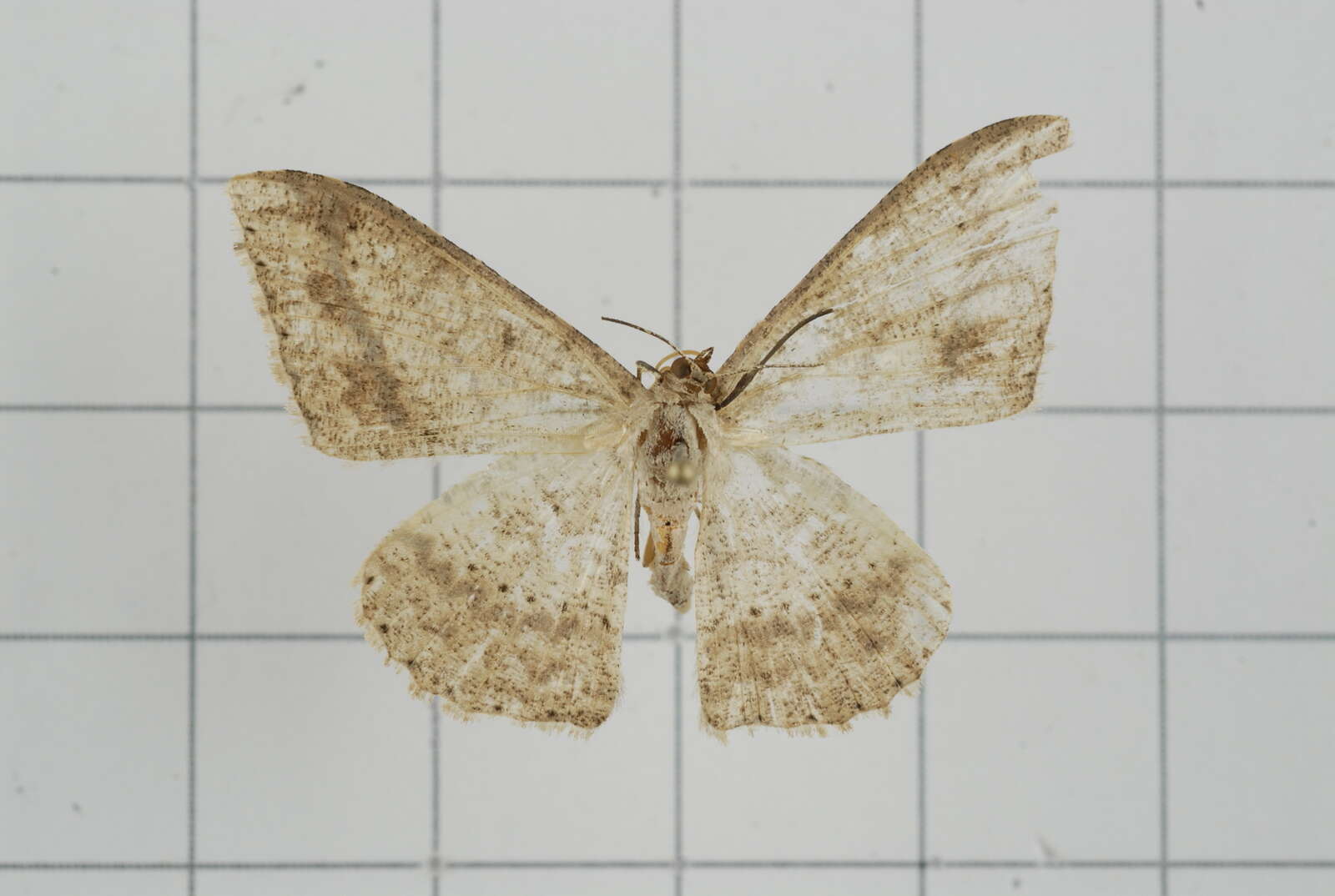 Image of Luxiaria mitorrhaphes Prout 1925