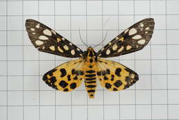 Image of Aglaomorpha histrio (Walker 1855)