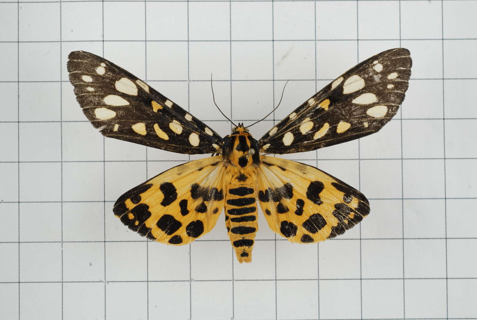 Image of Aglaomorpha histrio (Walker 1855)