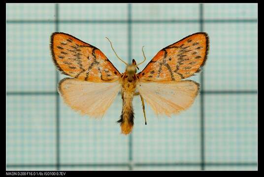 صورة Miltochrista dentata Wileman 1910