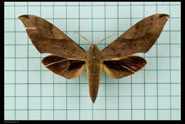 Image of Clanis bilineata (Walker 1866)