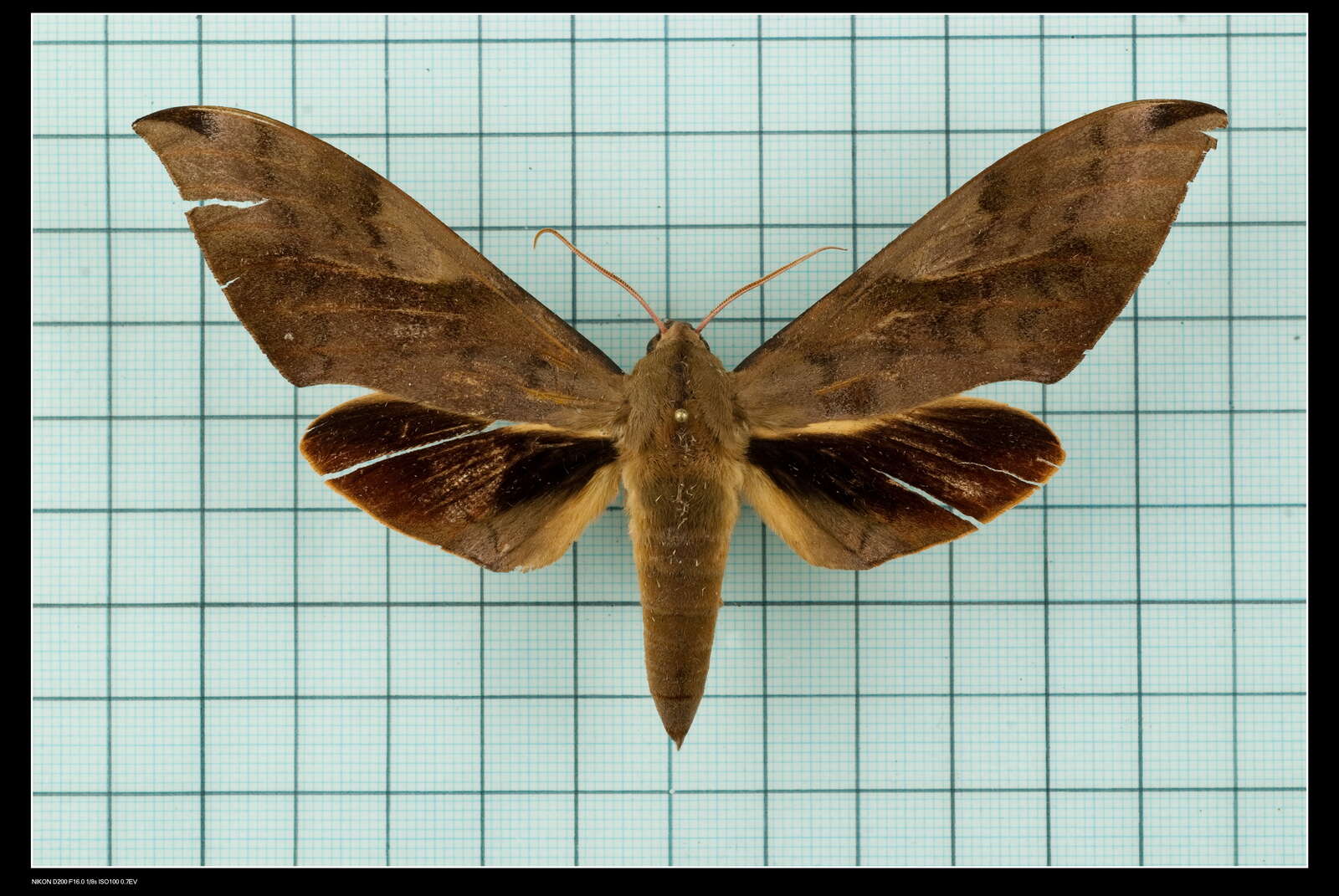 Image of Clanis bilineata (Walker 1866)
