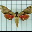 Image de Callambulyx poecilus (Rothschild 1898)