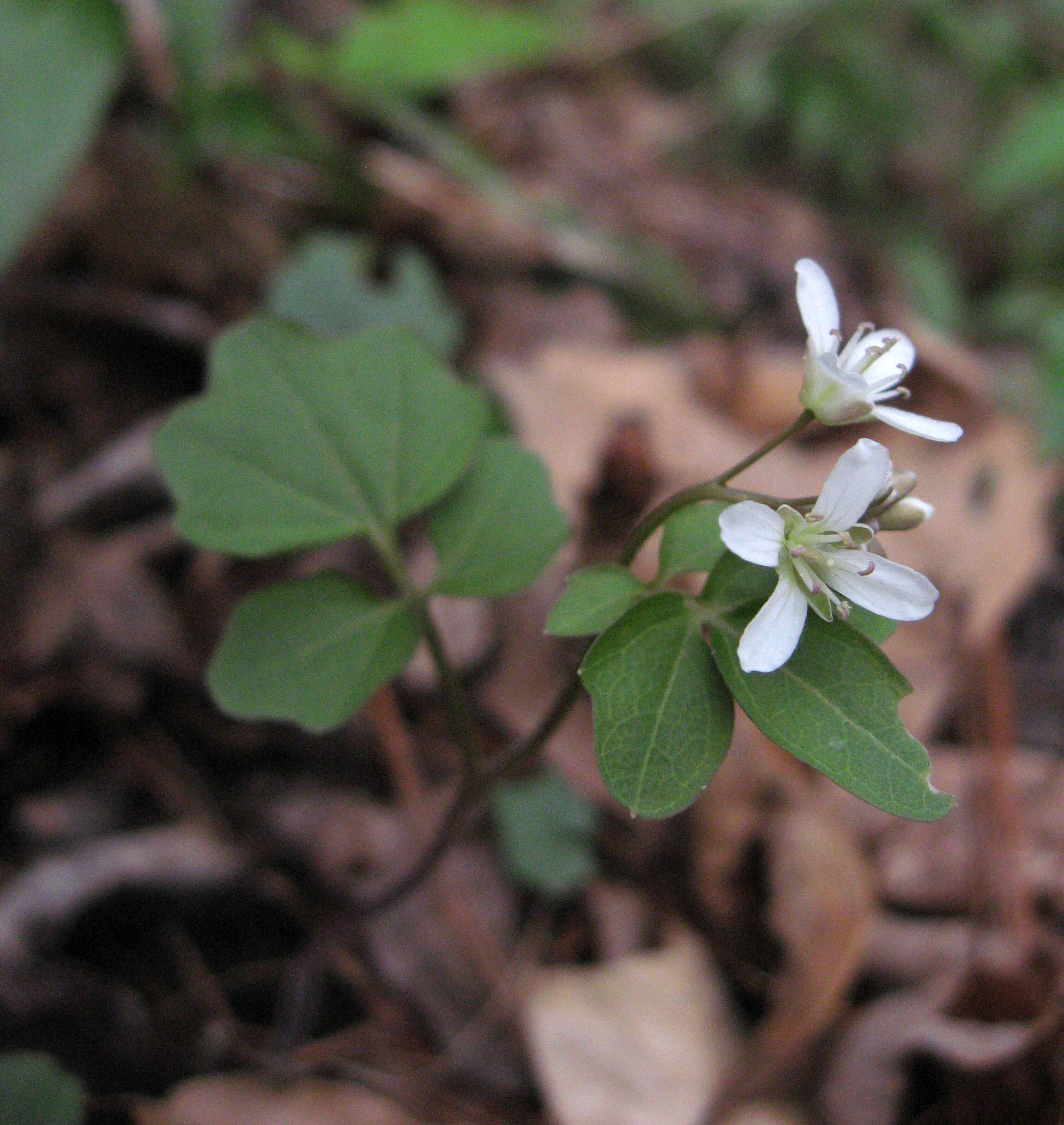 Image of Blue Ridge bittercress