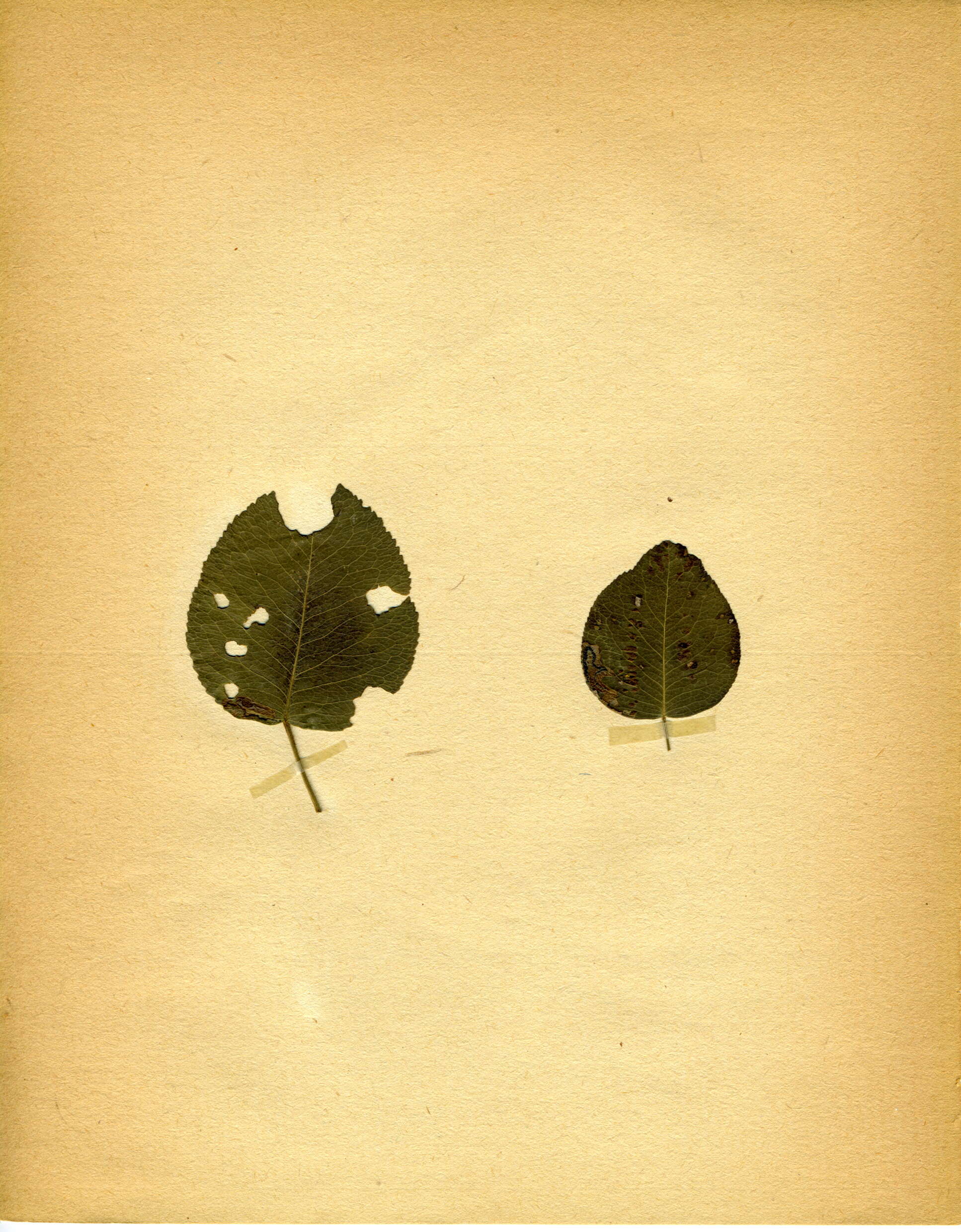 Image of Stigmella minusculella (Herrich-Schäffer 1855) Beirne 1945