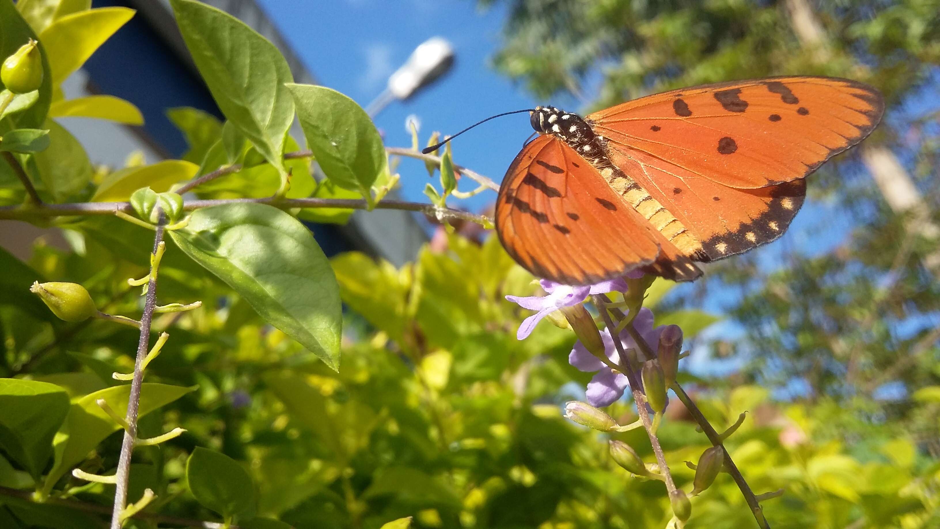 Image of Acraea terpsicore