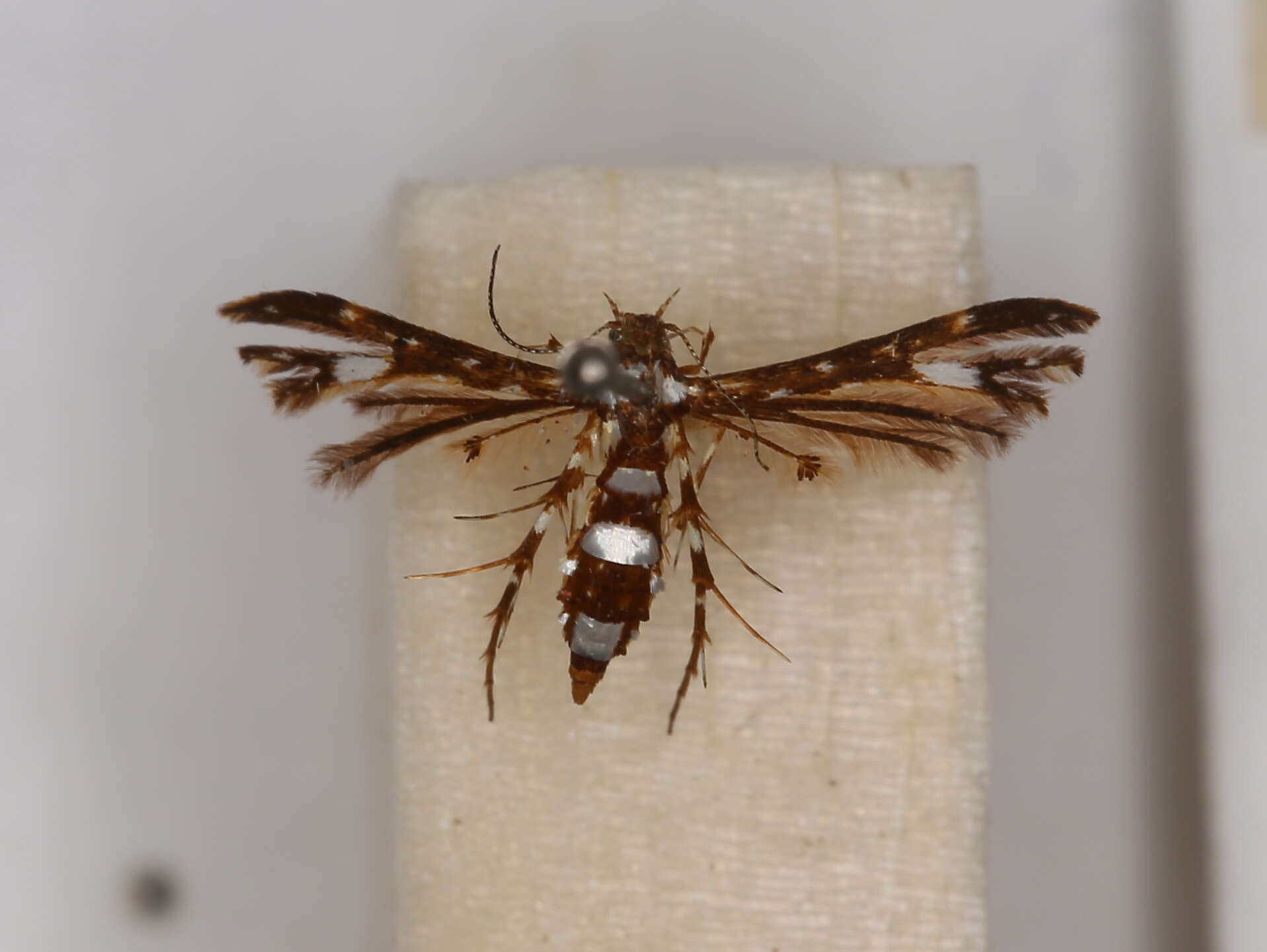 Deuterocopus resmi