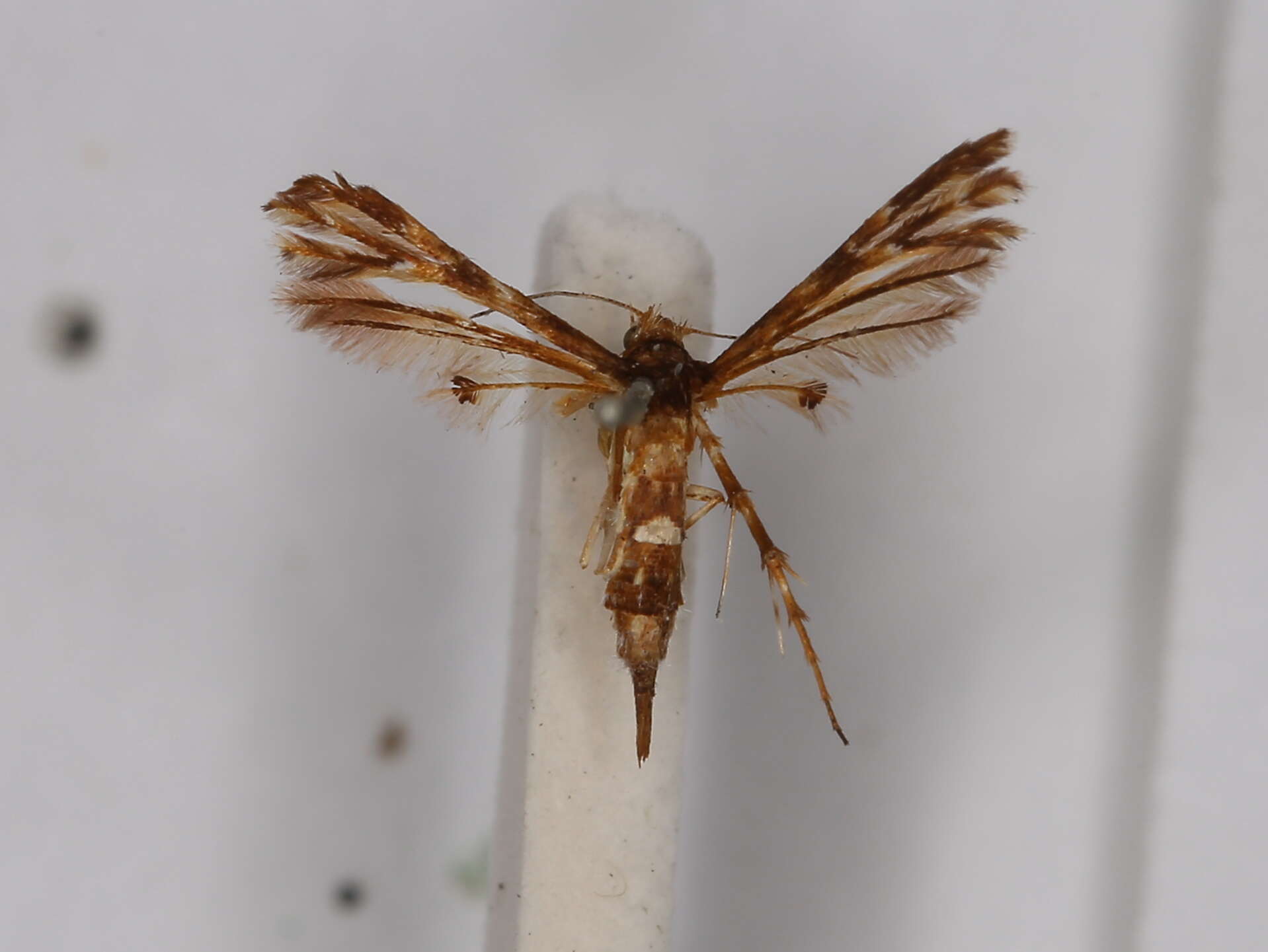 Deuterocopus resmi