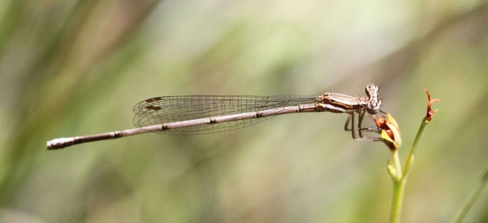 Image of Common Threadtail
