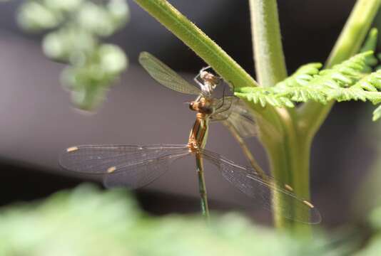 Image of Common Spreadwing