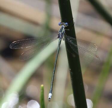 Image of Common Spreadwing