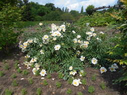 Plancia ëd Paeonia lactiflora Pall.