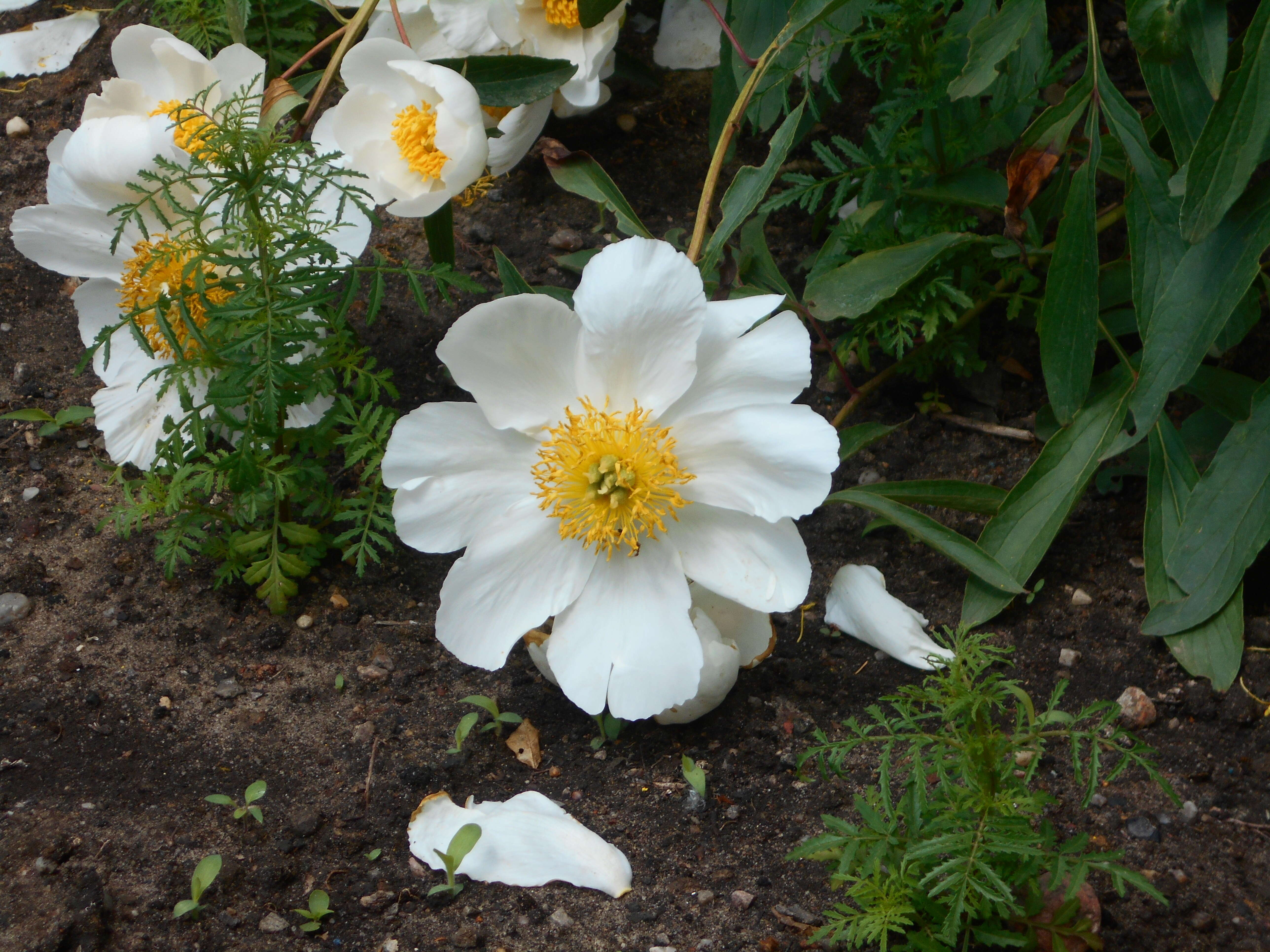 Plancia ëd Paeonia lactiflora Pall.