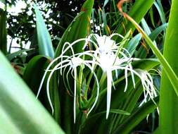 Image of beach spiderlily