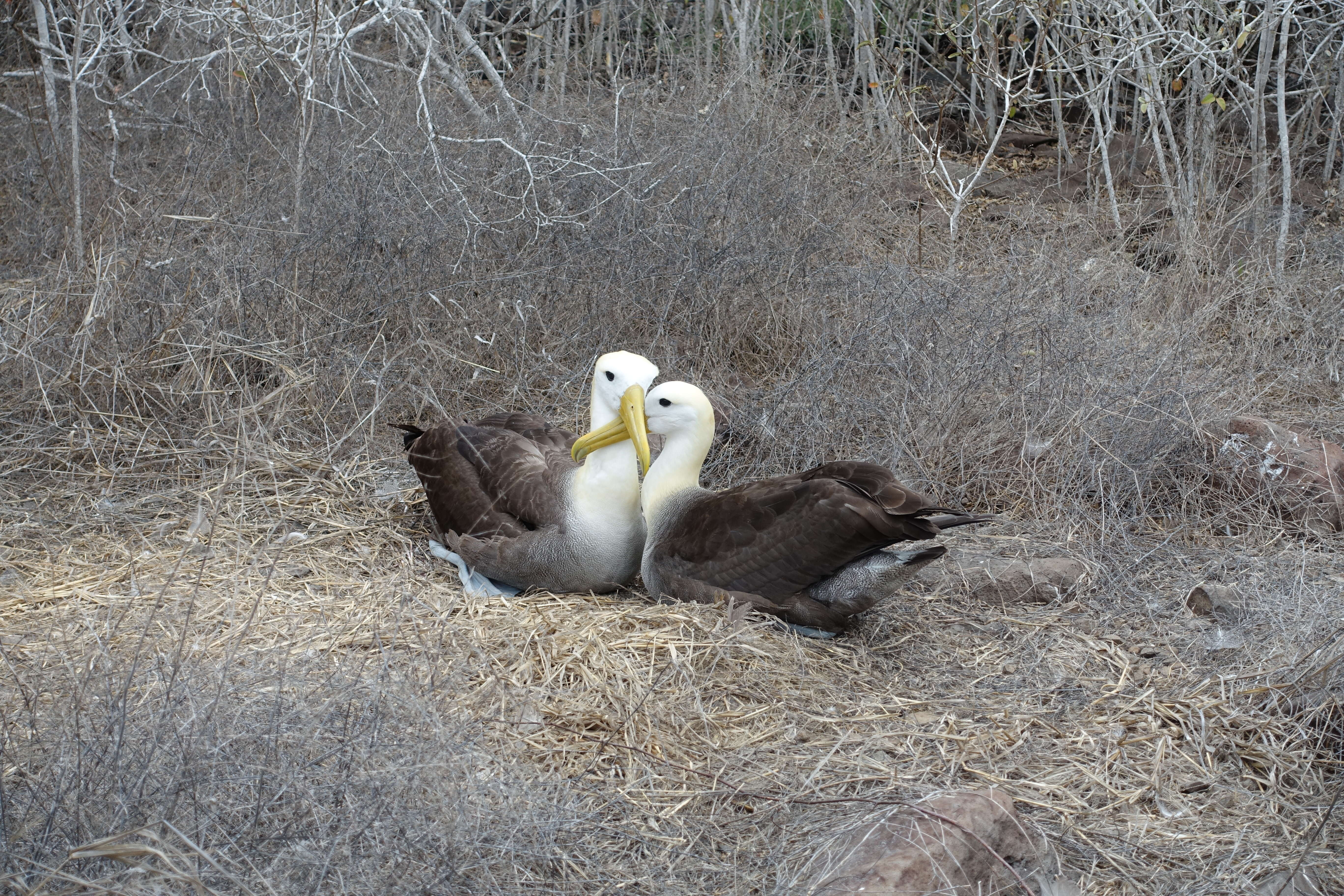 Image of Waved Albatross