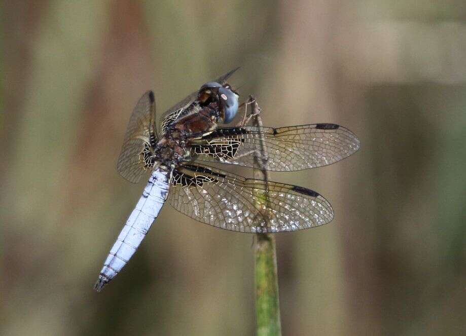 Image de Palpopleura jucunda Rambur 1842