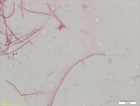 Image of Actinomycetales