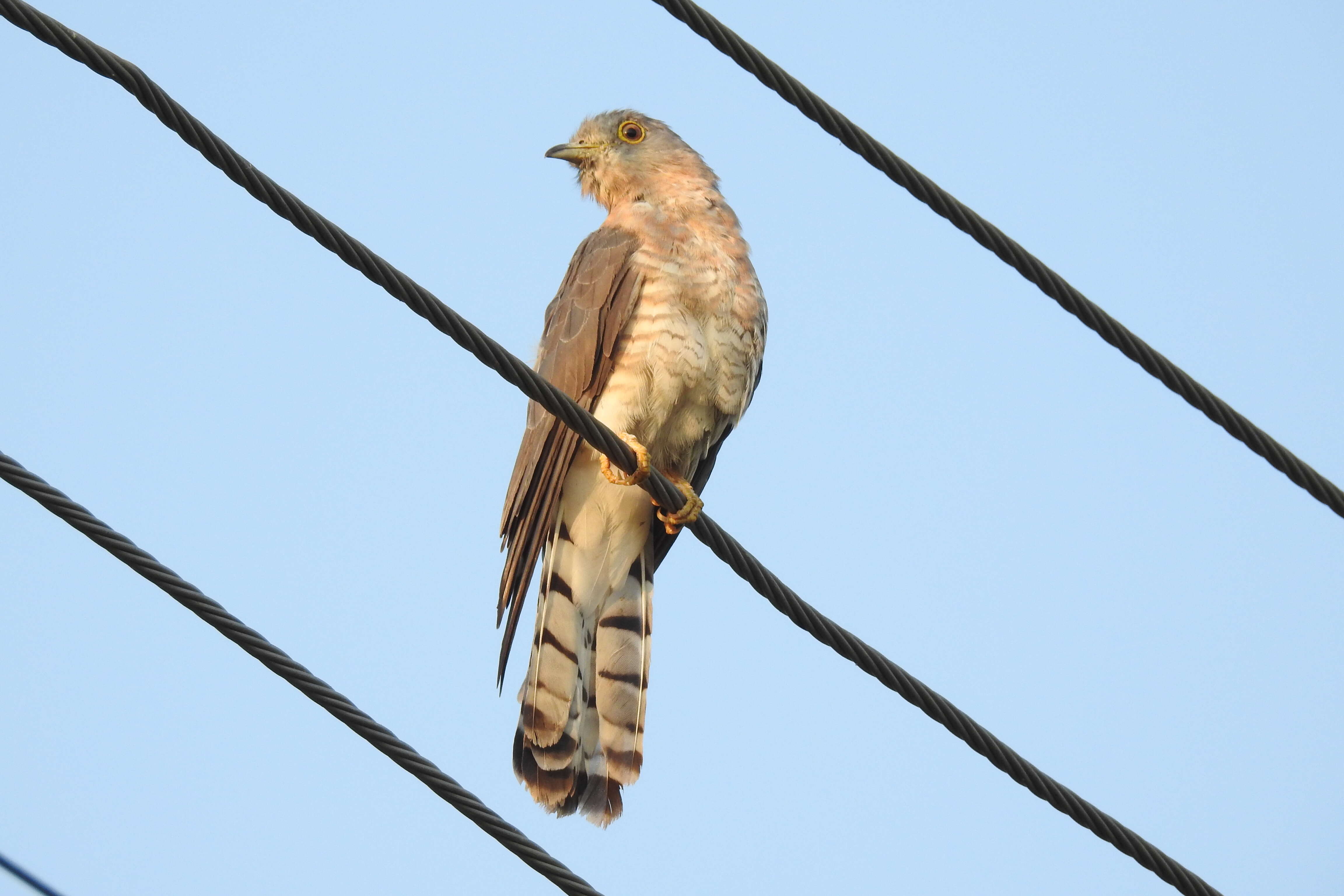 Image of Common Hawk Cuckoo