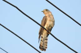 Image of Common Hawk Cuckoo