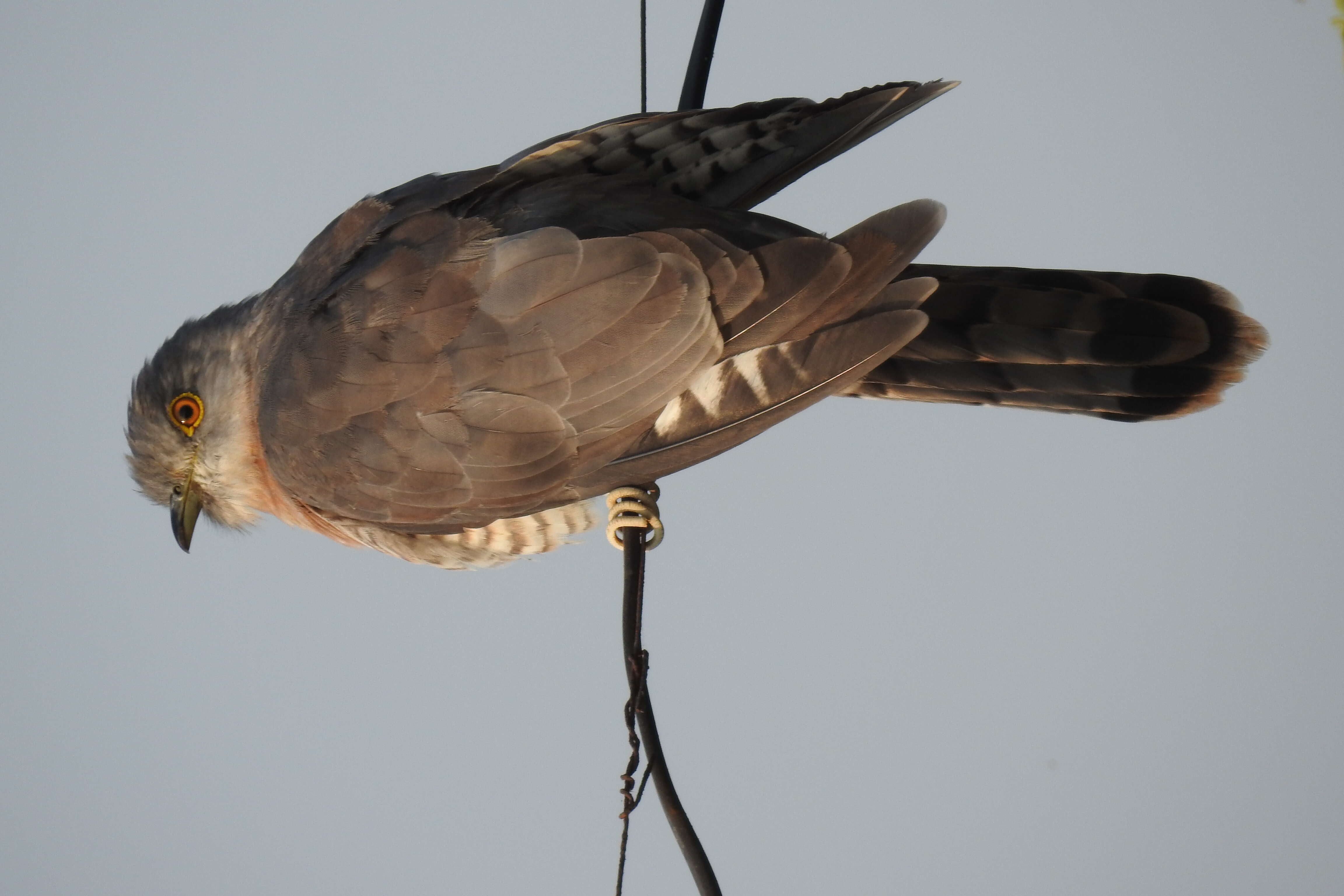 Image of Common Hawk Cuckoo