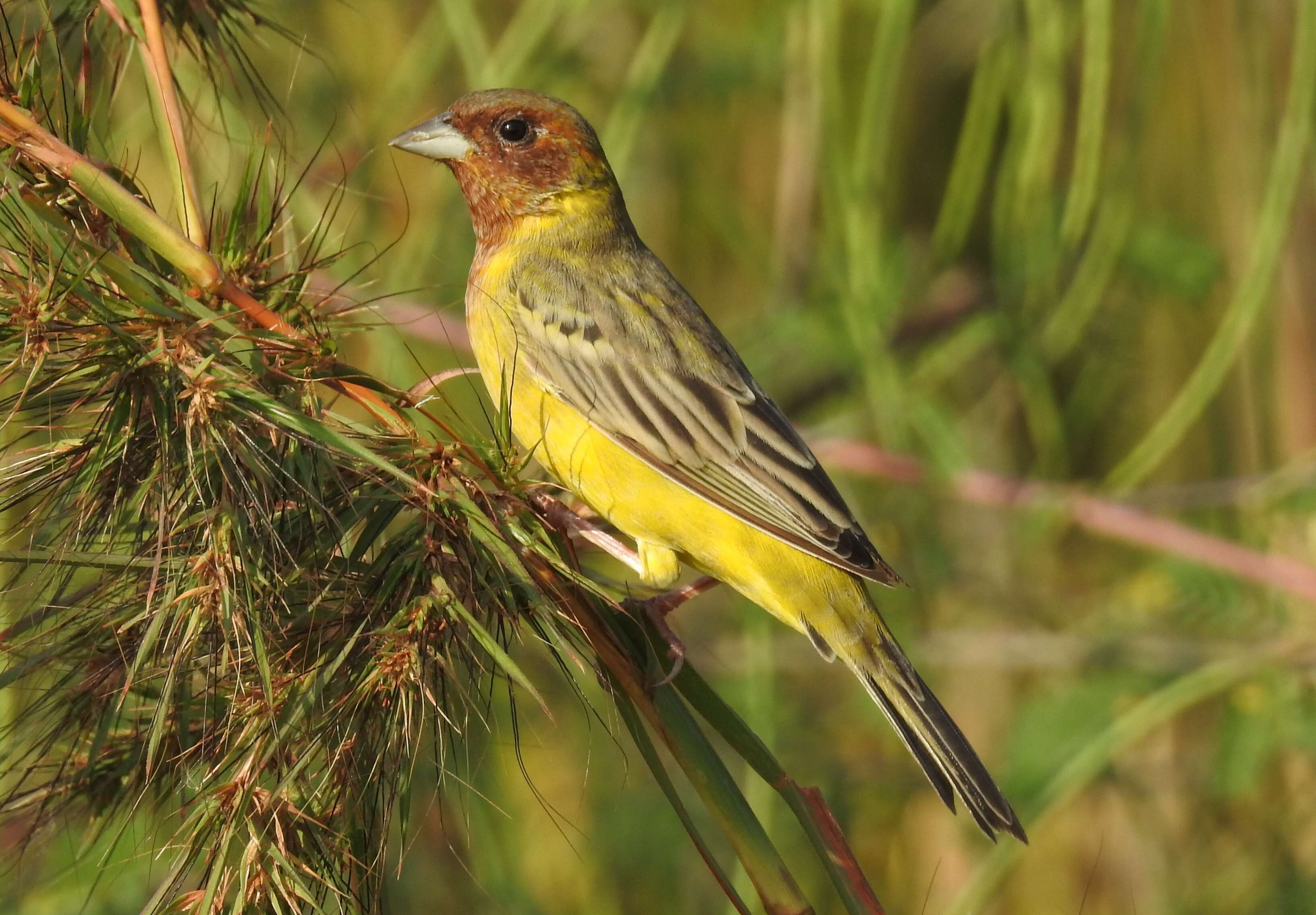 Image of Brown-headed Bunting