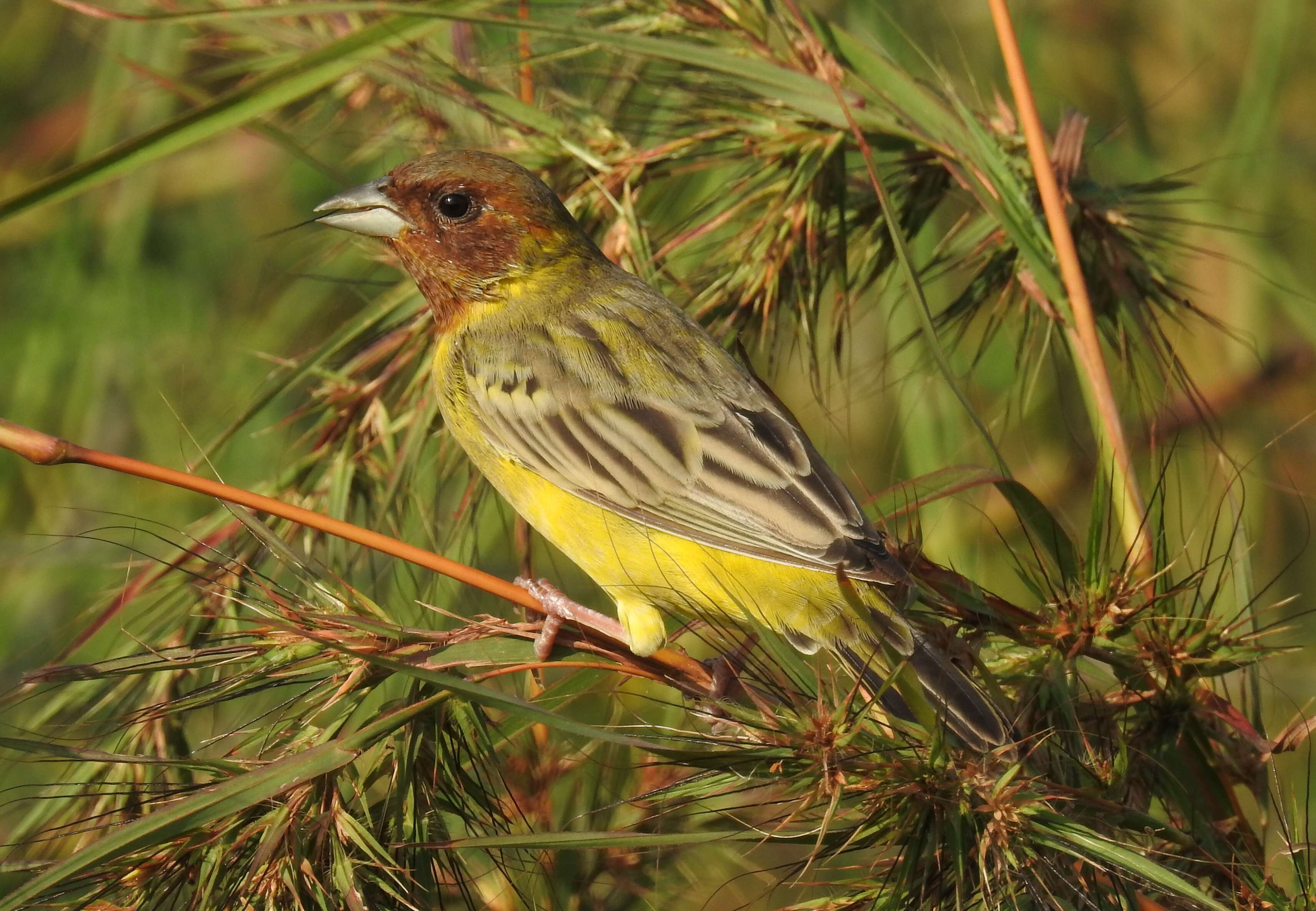 Image of Brown-headed Bunting