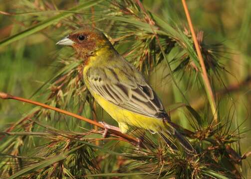 Image of Brown-headed Bunting