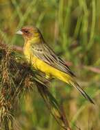 Image of Brown-headed Bunting