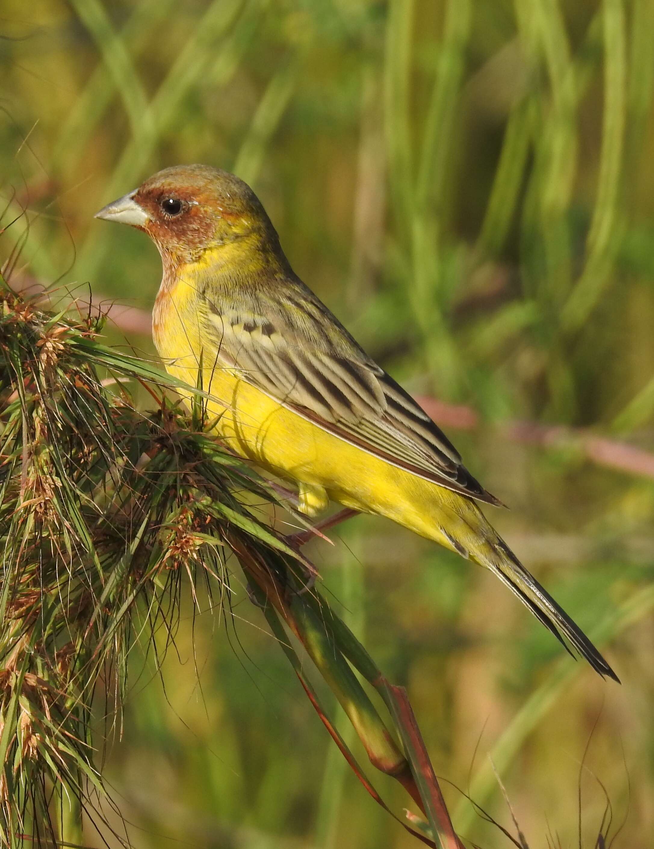 Image of Brown-headed Bunting