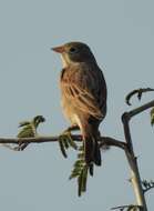 Image of Grey-necked Bunting