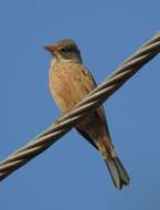 Image of Grey-necked Bunting