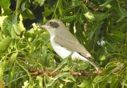 Слика од Tephrodornis pondicerianus (Gmelin & JF 1789)