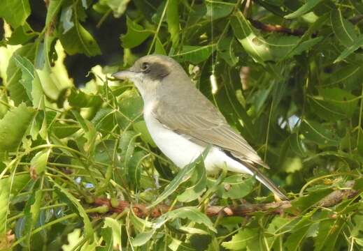 Image of Common Woodshrike