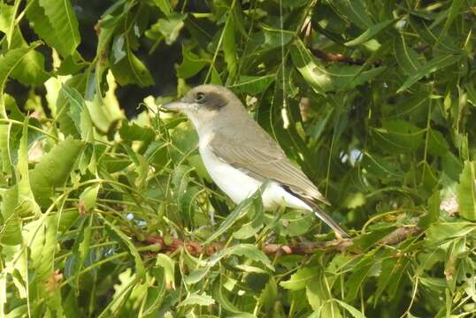 Image of Common Woodshrike