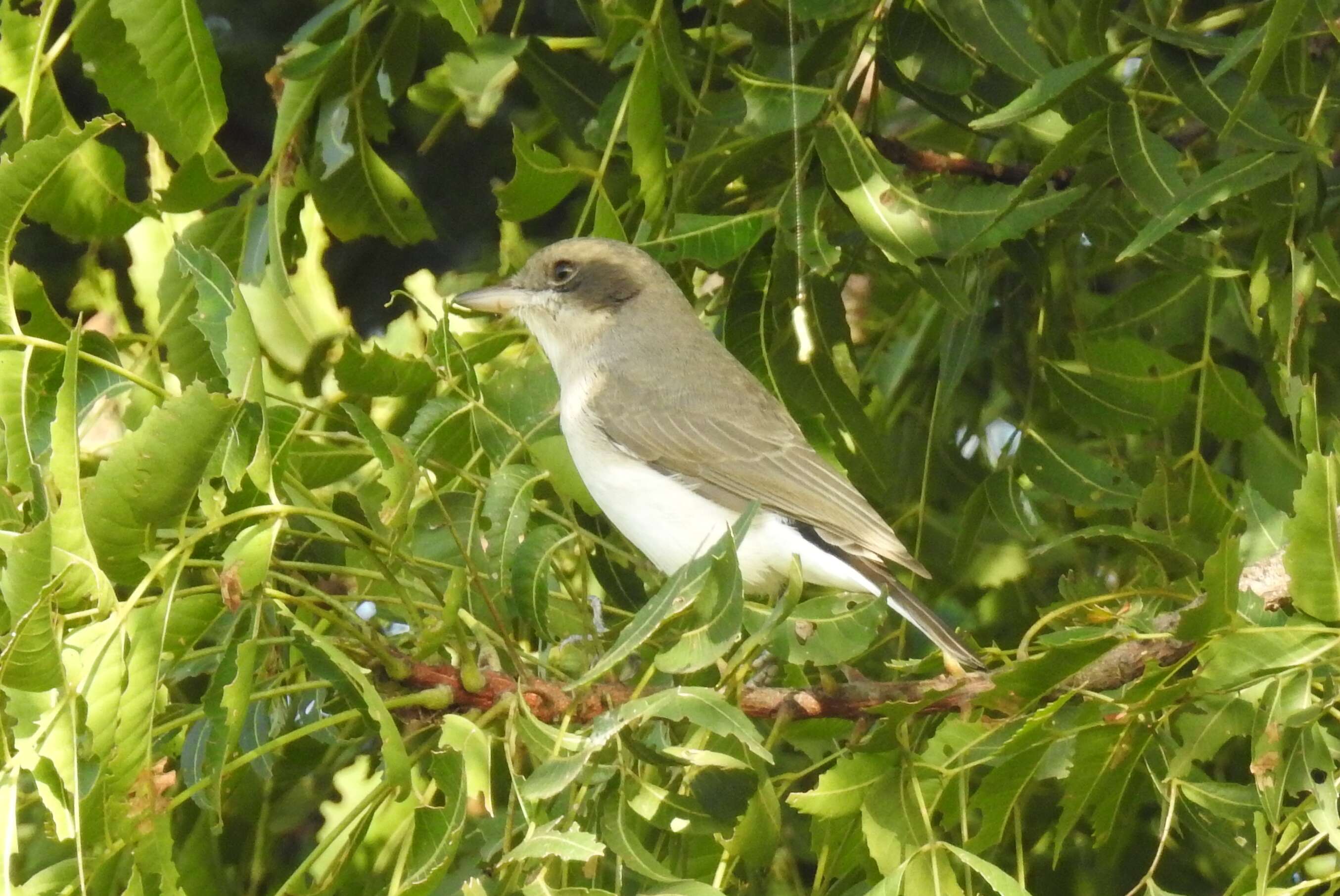 Tephrodornis pondicerianus (Gmelin & JF 1789)的圖片