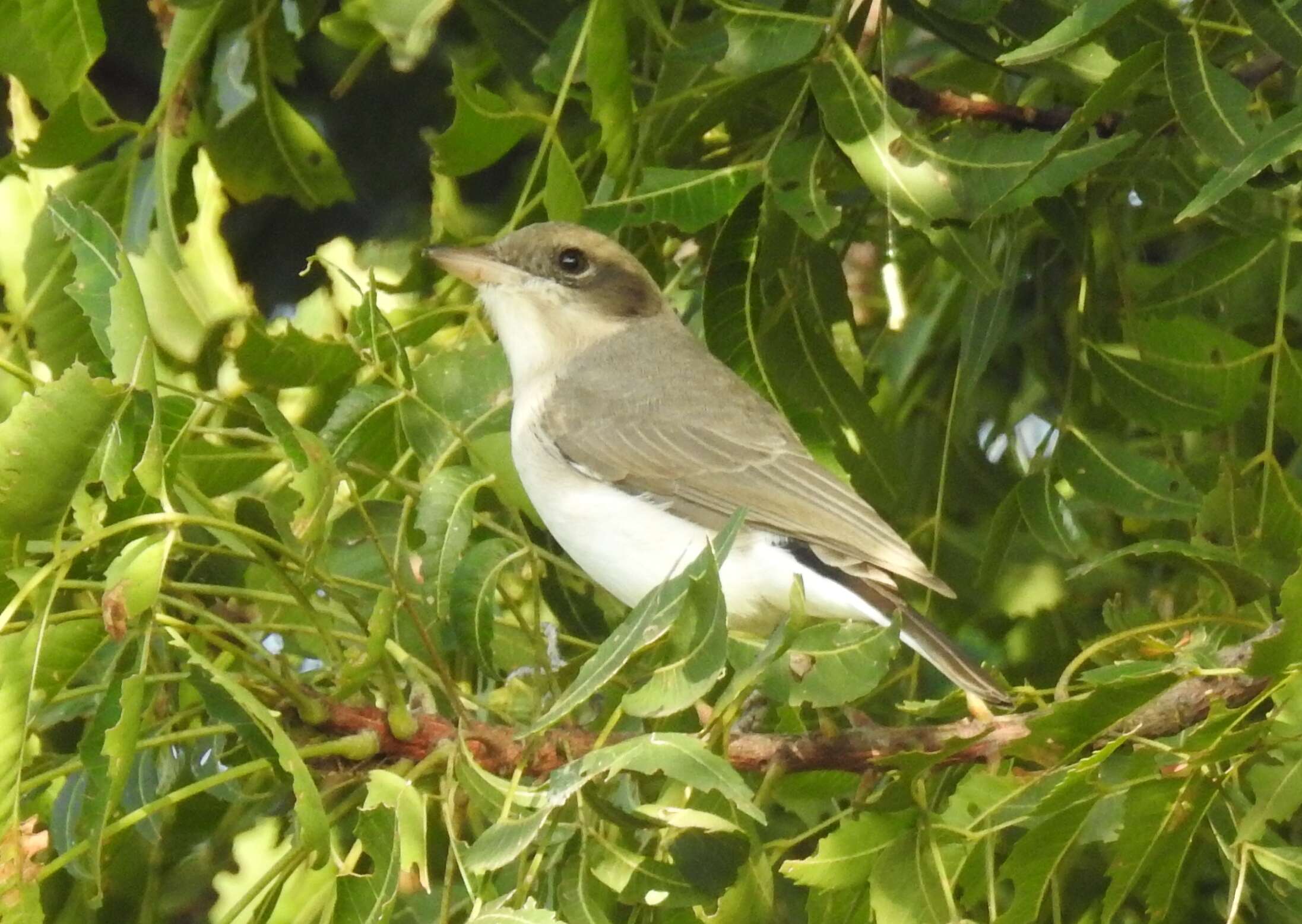 Tephrodornis pondicerianus (Gmelin & JF 1789)的圖片