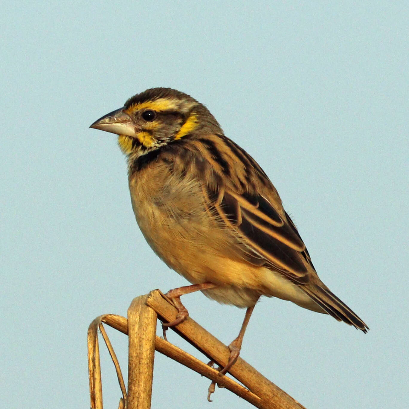 Image of Black-breasted Weaver