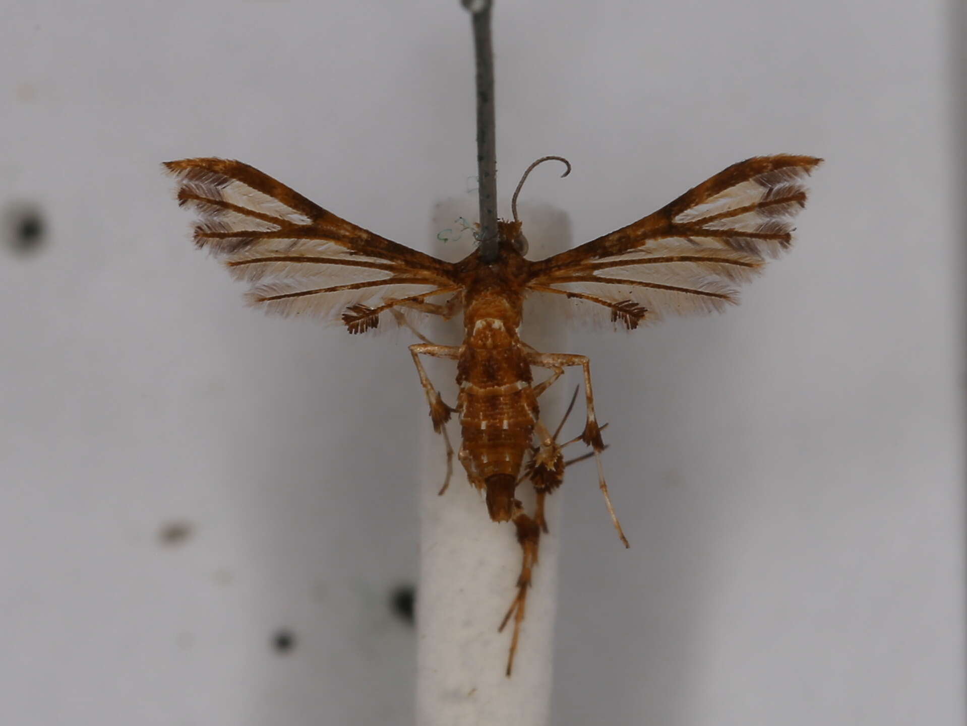 Deuterocopus resmi