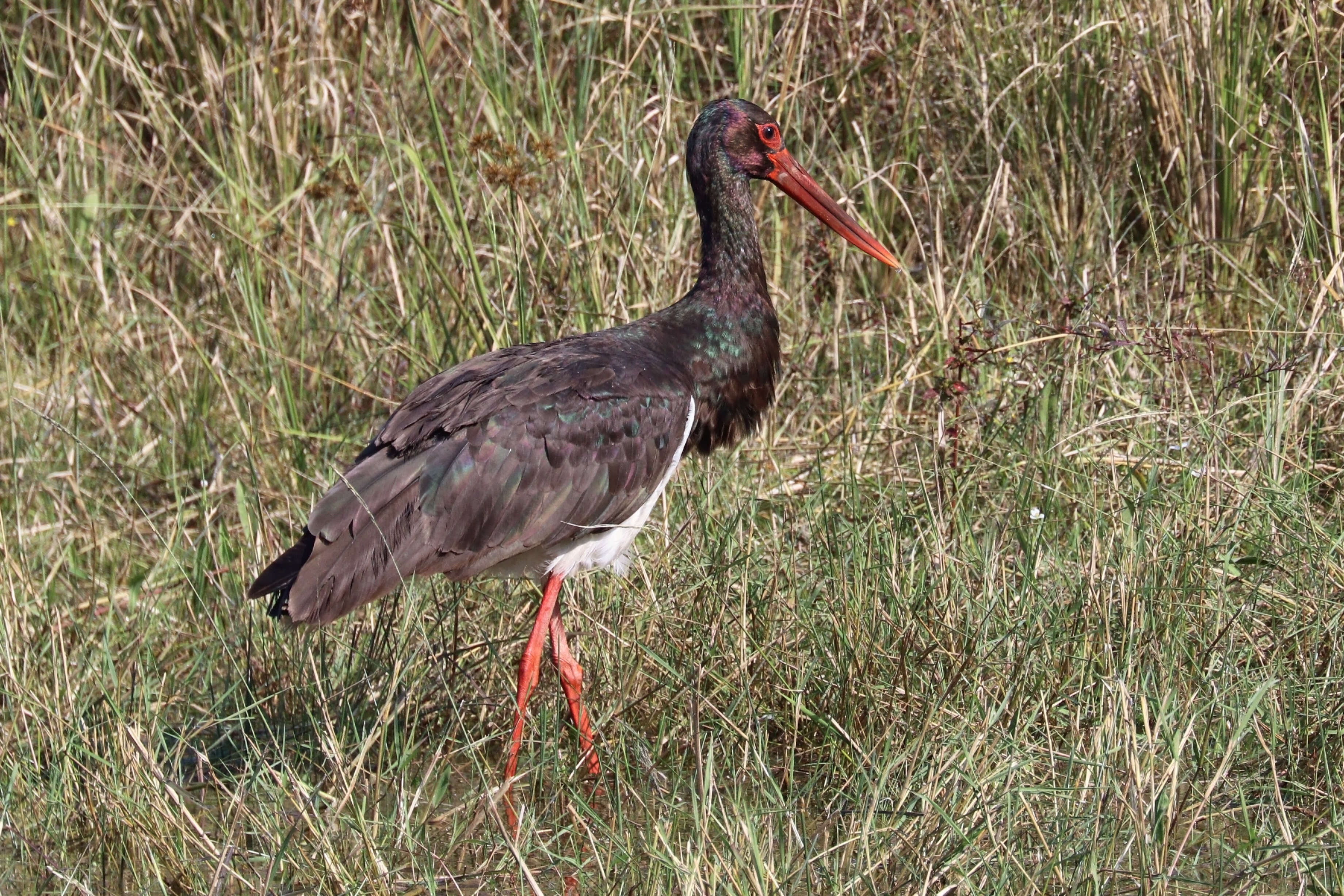 Image of Black Stork