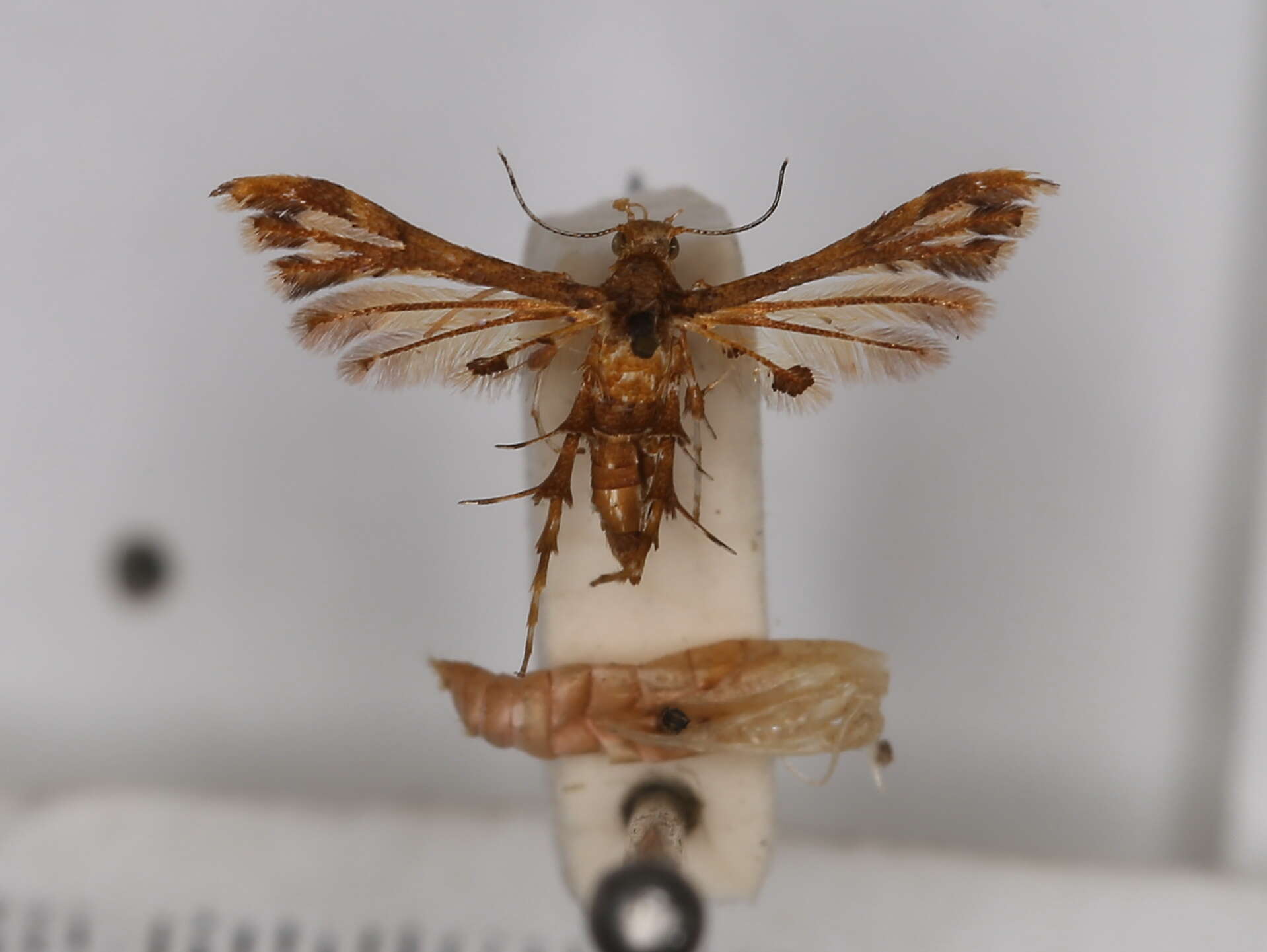 Deuterocopus socotranus Rebel 1907 resmi