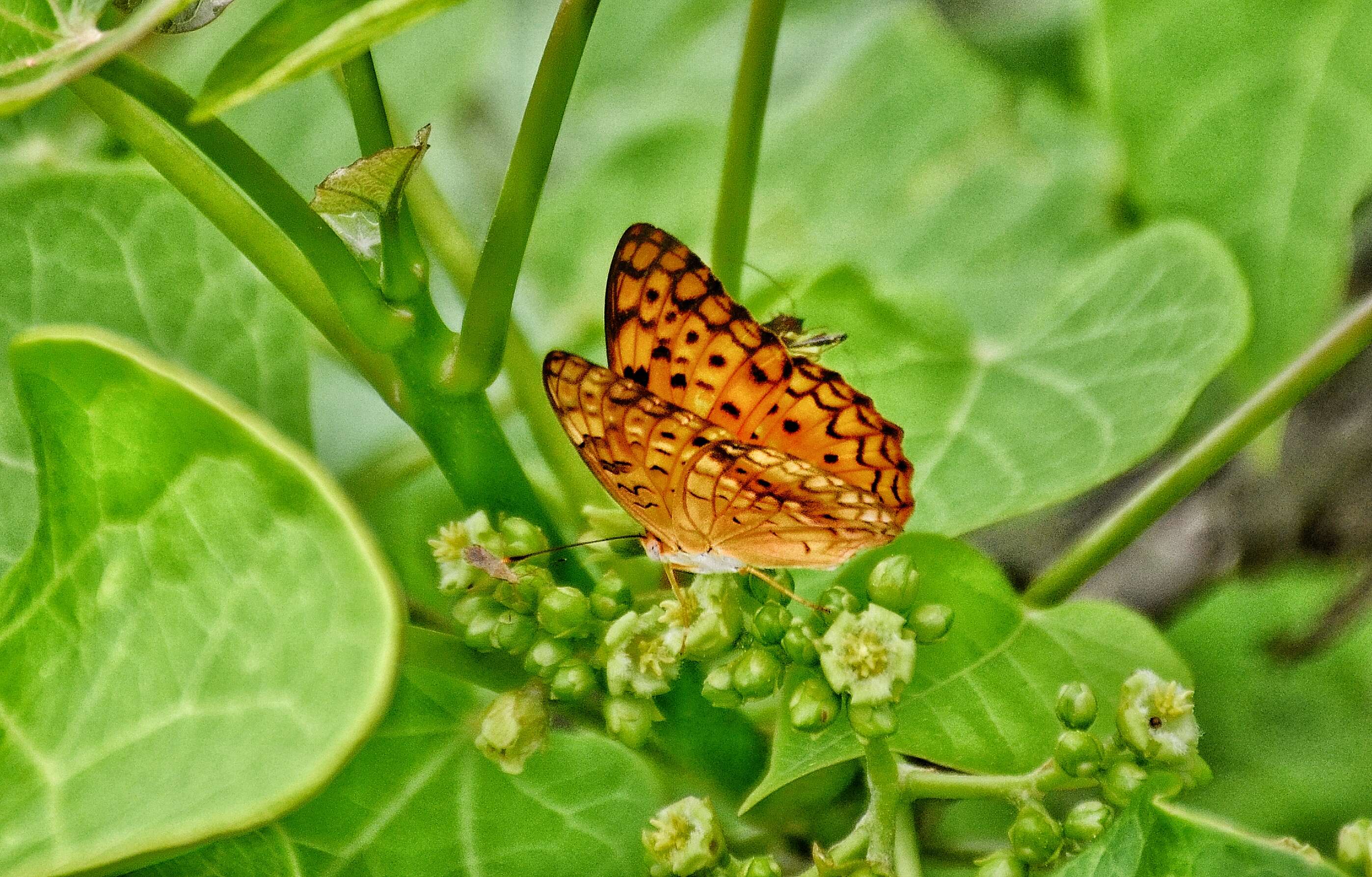 Image of Common Leopard