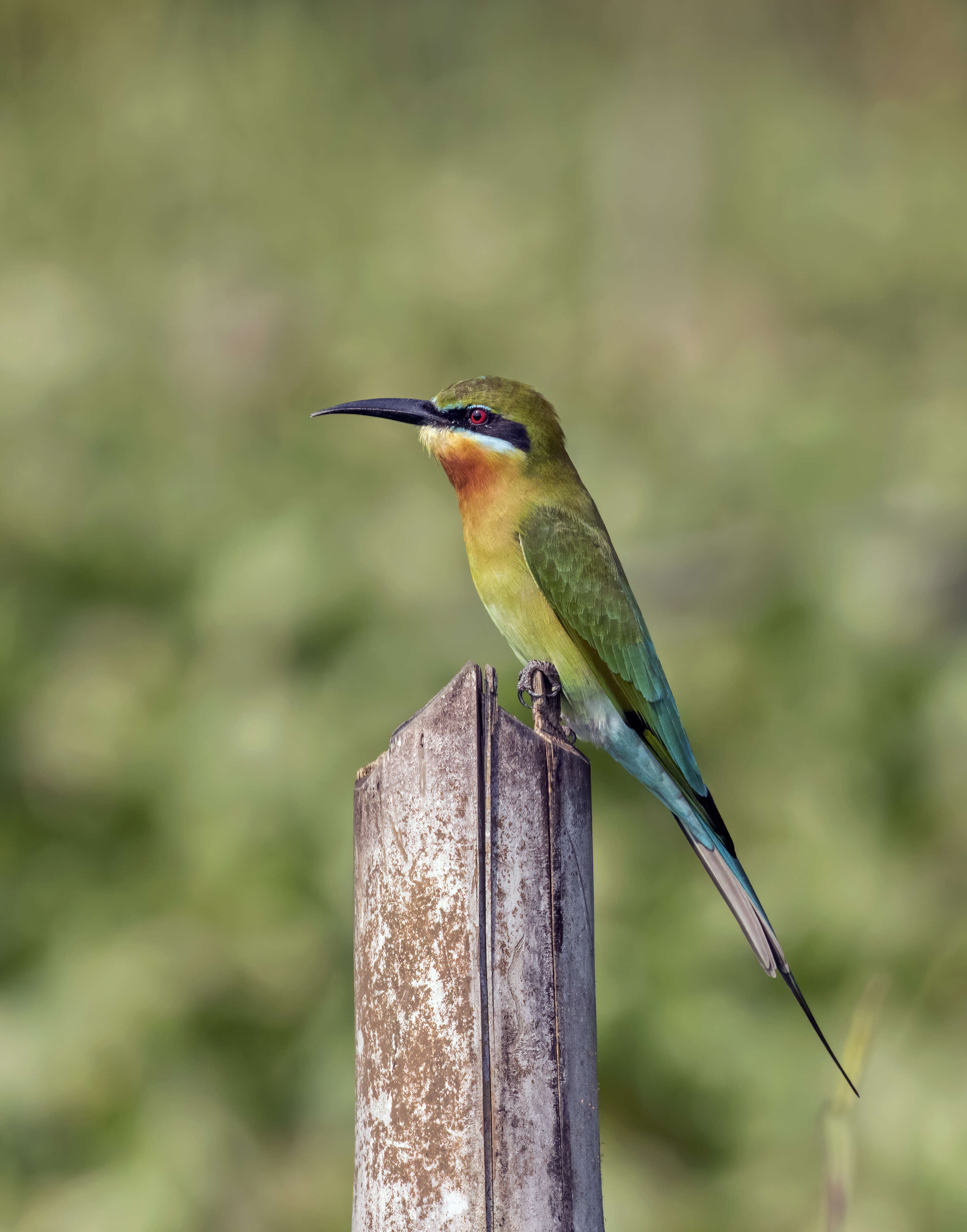 Image of Blue-tailed Bee-eater