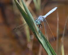 Image of Abbott's Skimmer