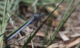 Image of Abbott's Skimmer