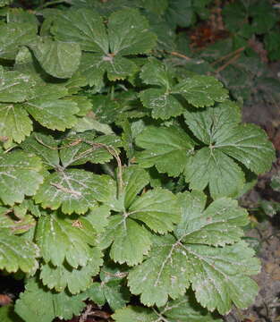 Image of Appalachian barren strawberry