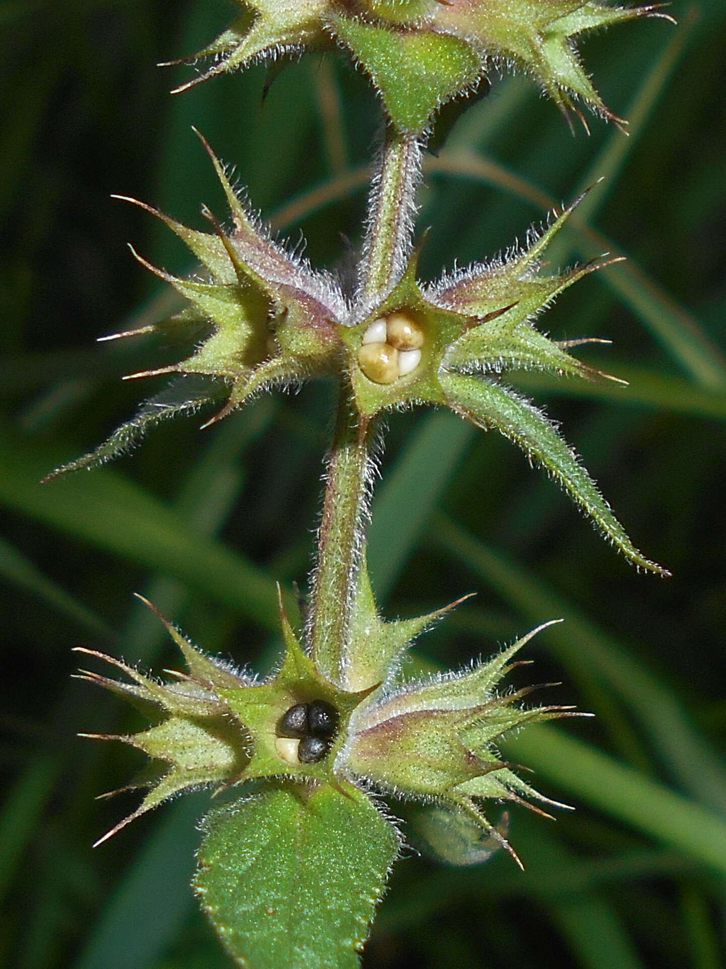 Image of Hedge-nettle