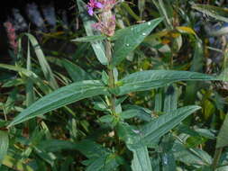 Plancia ëd Lythrum salicaria L.