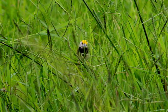 Image of Black-breasted Weaver